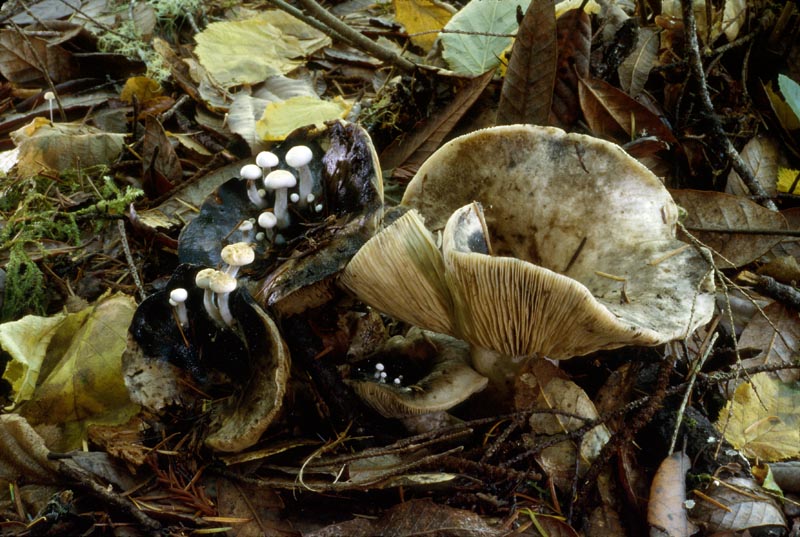 Asterophora lycoperdoides